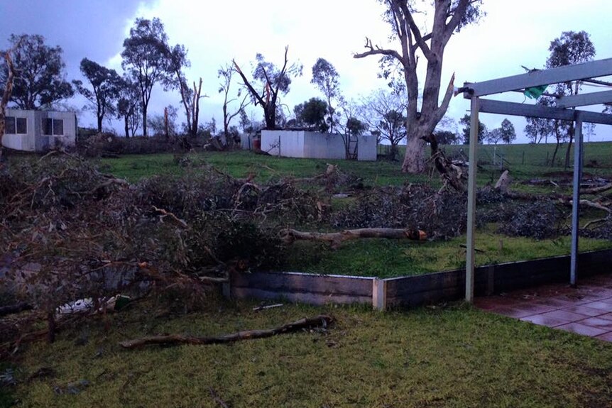 Damages trees and farm sheds