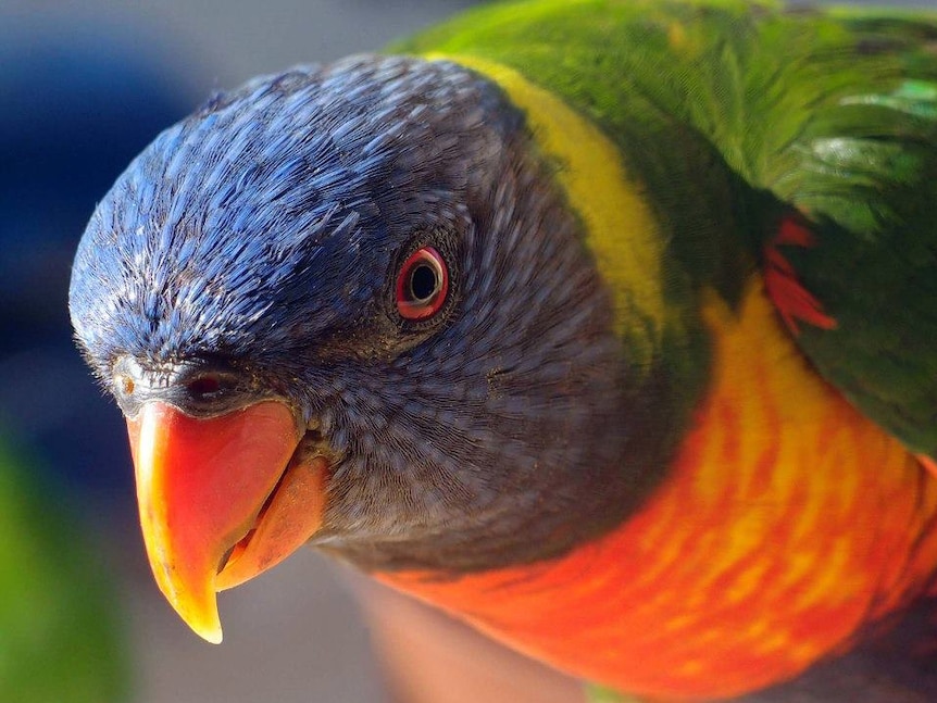 Rainbow Lorikeet.