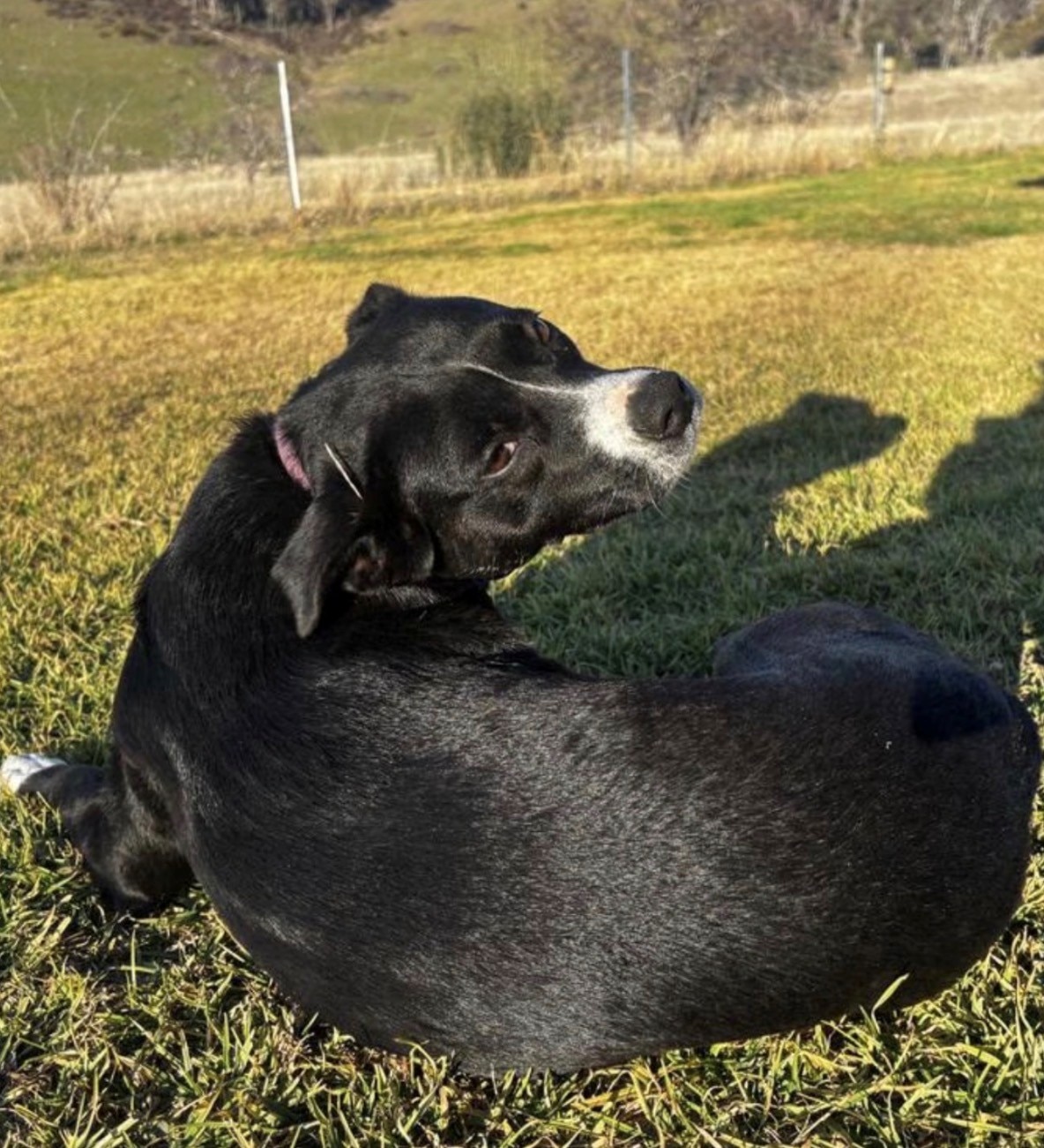 Animal experts divided about Barnaby Joyce's TV dog discipline
