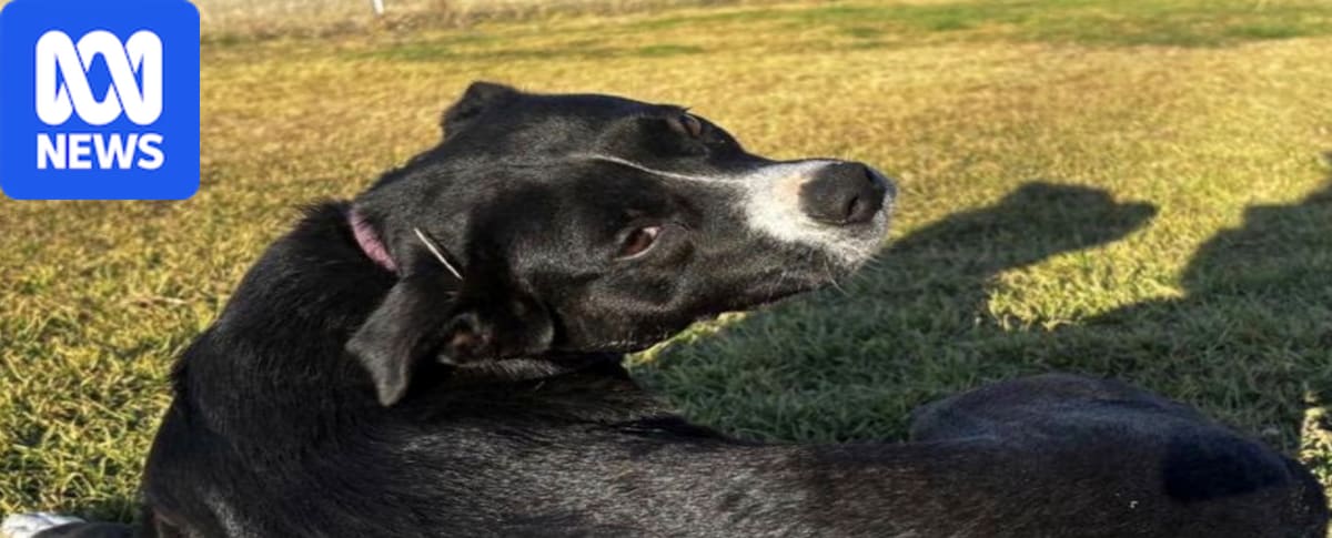 Animal experts divided about Barnaby Joyce's TV dog discipline