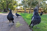Two magpies close up with their heads tilted as they sing