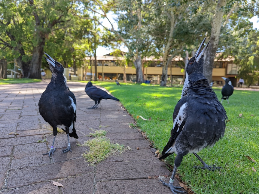 Two magpies close up with their heads tilted as they sing