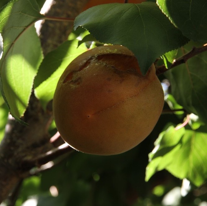 fruit damaged by high winds hanging on a tree.