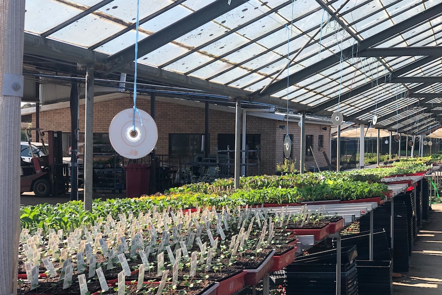Rows of plants in an outdoor nursery with a shiny CD dangling above on a string