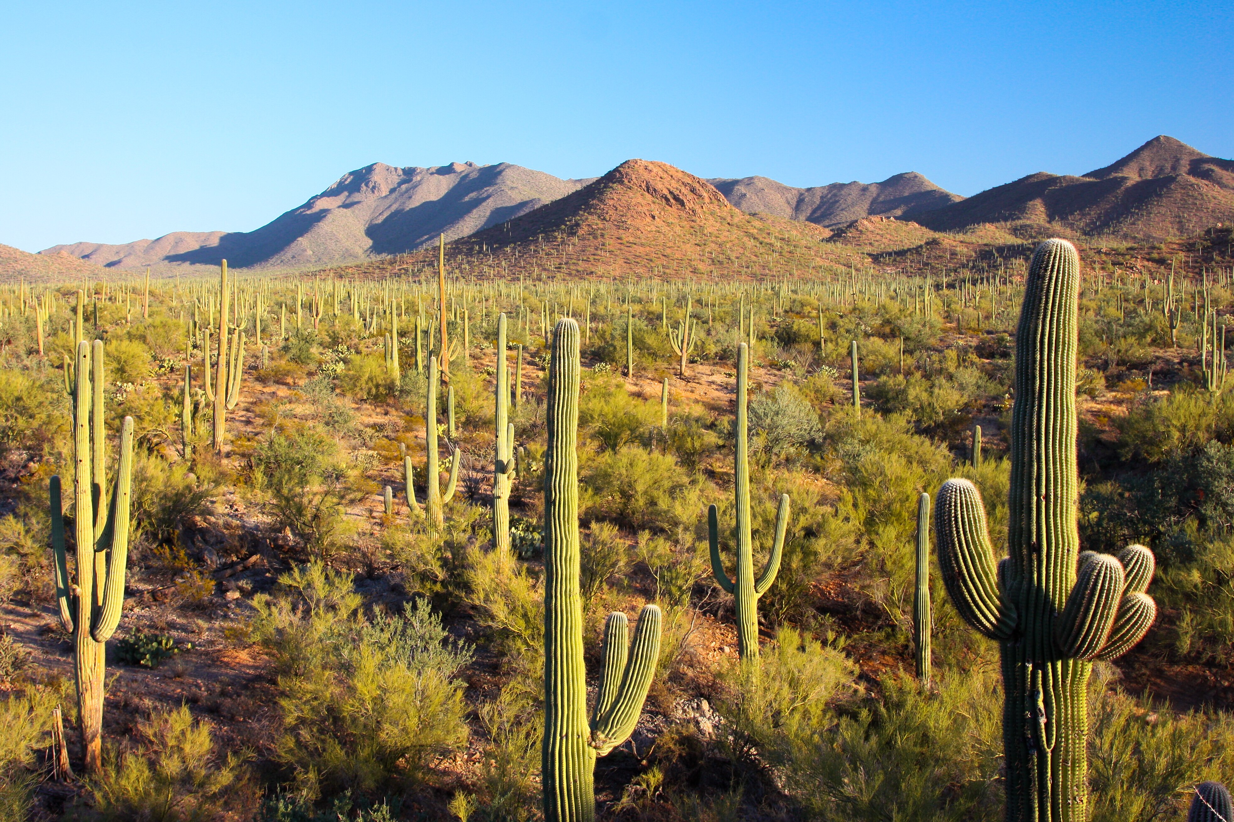 The music inspired by the Mexico honky tonks, plus some Sweedish ...