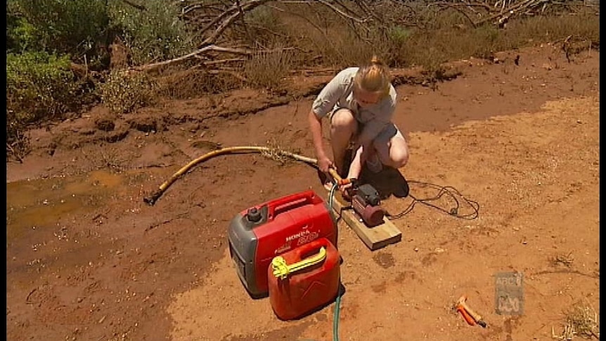 Rescuers work to pump water from wombat burrows