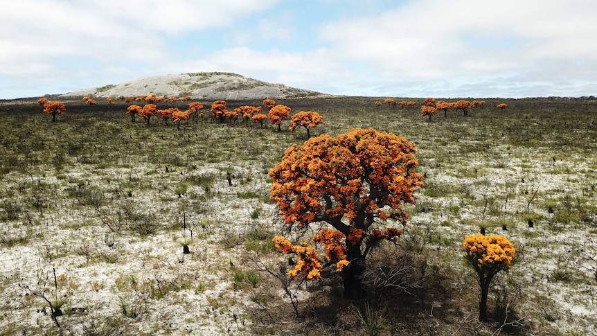 A bright yellow tree in a scorched paddock