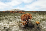 A bright yellow tree in a scorched paddock