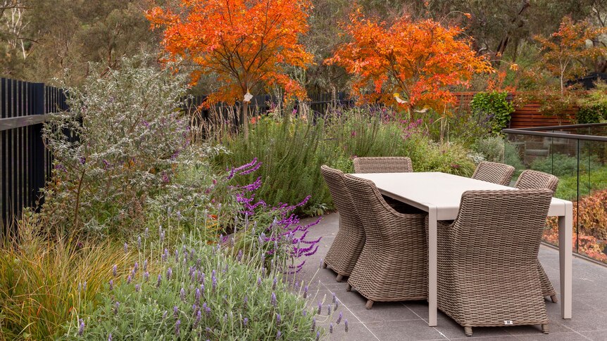 An outdoor seating area is surrounded by a thick border of plants with lavender flowers and trees with orange-gold leaves.