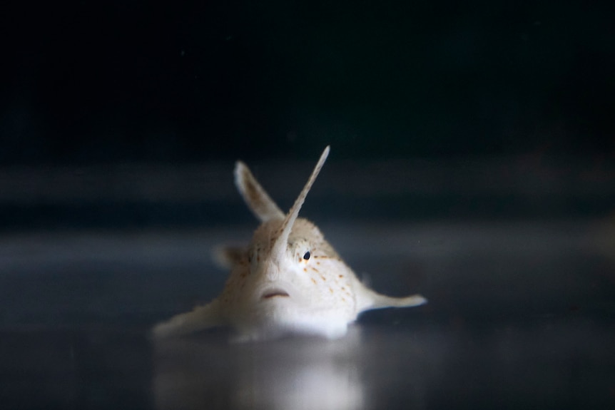 A spotted handfish, bright against a dark background, looks at the camera.