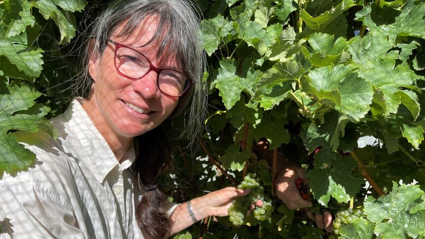 A lady cutting grape vines.