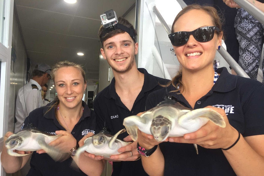 Aquarists from SeaLife on the Sunshine Coast releasing Flatback turtles off Bundaberg's coast.
