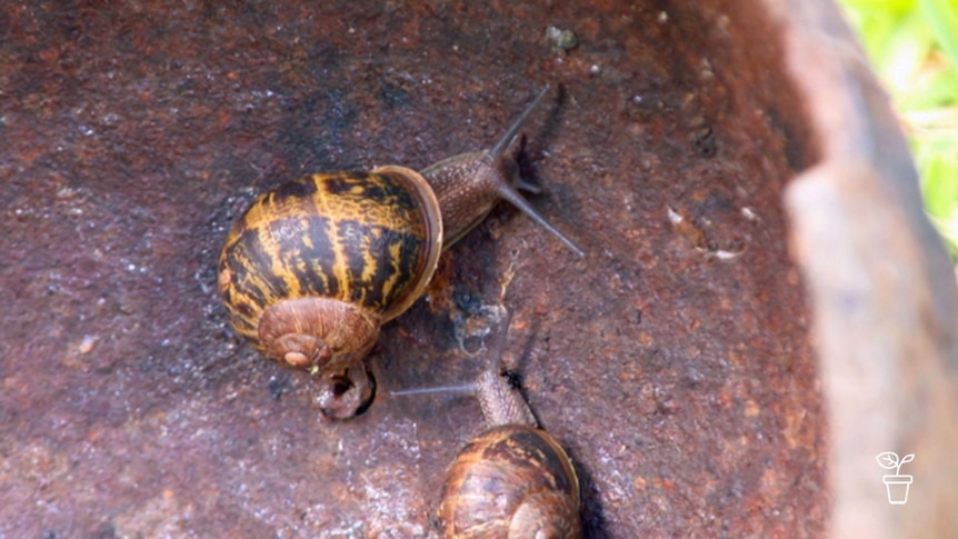 Two snails crawling across brown dish