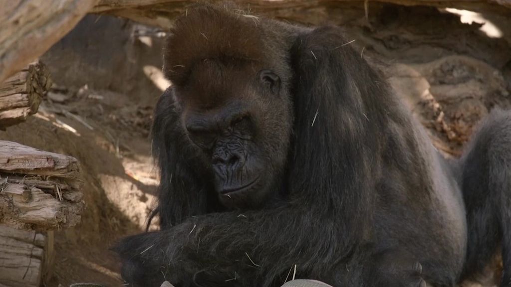 Gorillas At San Diego Zoo Test Positive For Covid 19 In First Known Cases Among Great Apes Abc News
