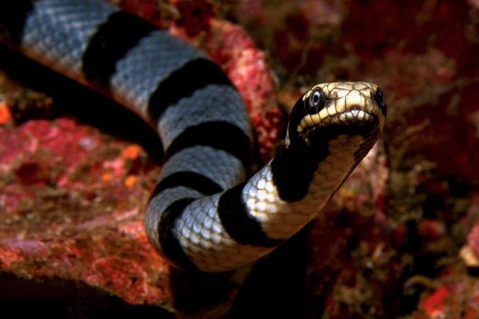 A black and white banded sea snake.