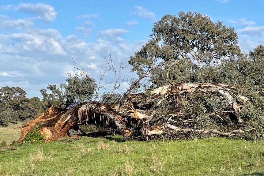 A large tree uprooted and lying on the ground.