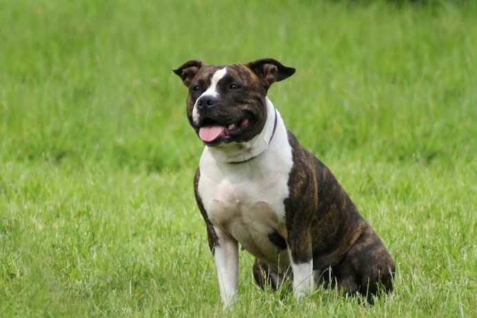 A brown and white dog sits on the grass.