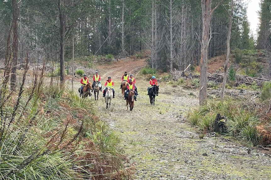 People in high-vis vest on horseback follow a path through forestry.