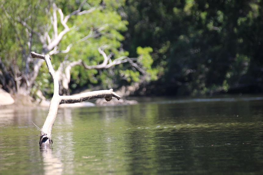 A tree branch in the Bloomfield River at Wujal Wujal in far north Queensland