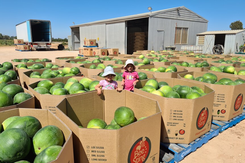 Two children in sun hats stand dwarfed by cardboard boxes of watermelon near an industrial shed.