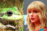 A composite photo of a green frog on the left and a young blonde woman on the right 