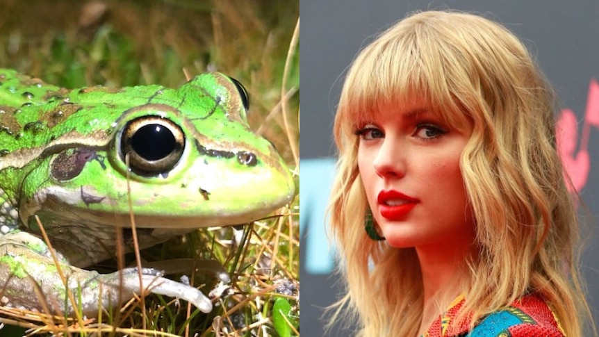 A composite photo of a green frog on the left and a young blonde woman on the right 