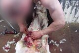 PETA video shows alleged abuse of sheep in Australian shearing sheds.
