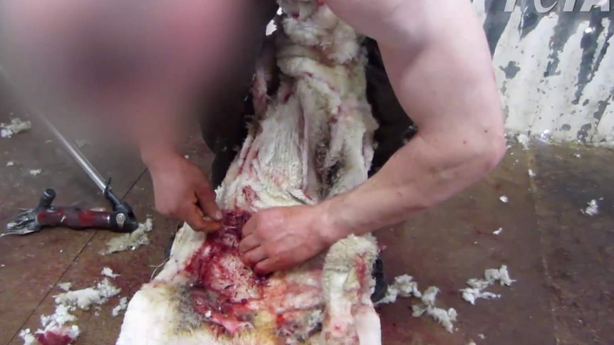 PETA video shows alleged abuse of sheep in Australian shearing sheds.