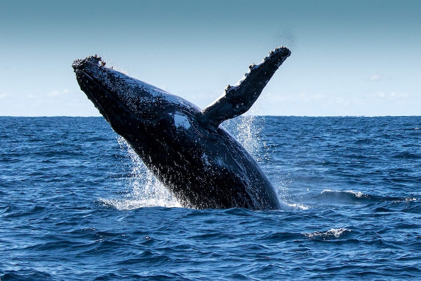 Humpback whale