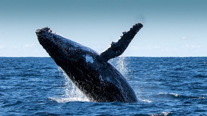 Humpback whale