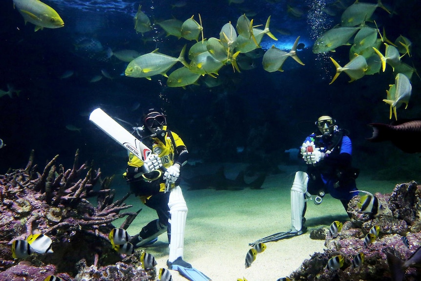 Sydney Aquarium staff attempt to play cricket underwater on March 3, 2015.