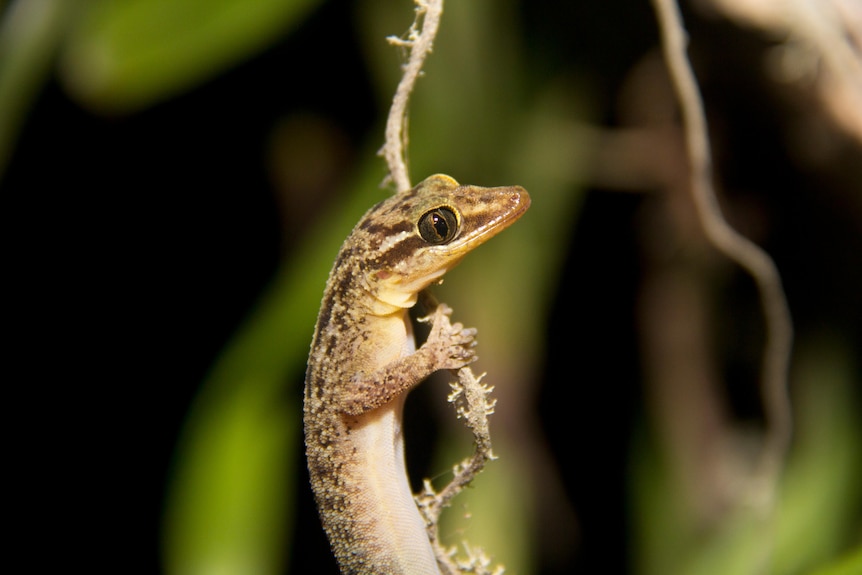 A close-up of the top-half of a brown gecko with forest camouflage colouring holding onto a woody frond. 