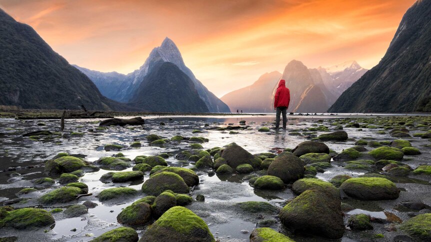Wide shot of a man standing in a fiord looking into the distance at Milford Sound in New Zealand.