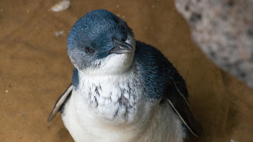 a close up photo of a small penguin.