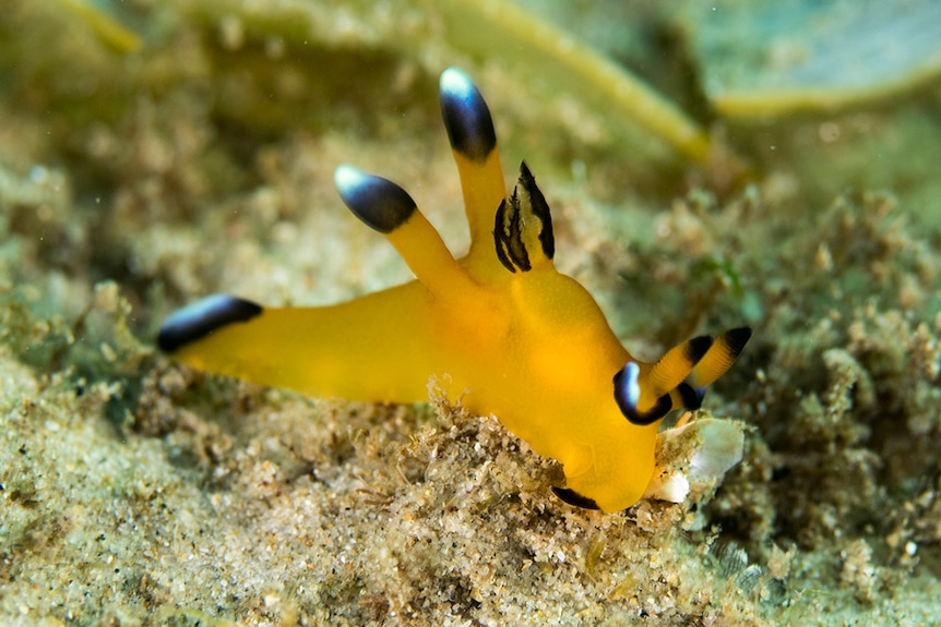 An orange sea slug with white and black tips, found in Gold Coast waters in 2017