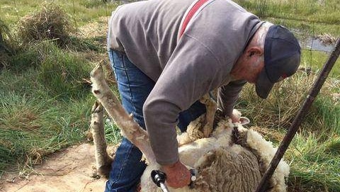 an old man in a cap and jeans shearing sheep in paddock
