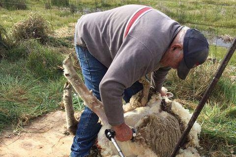 an old man in a cap and jeans shearing sheep in paddock