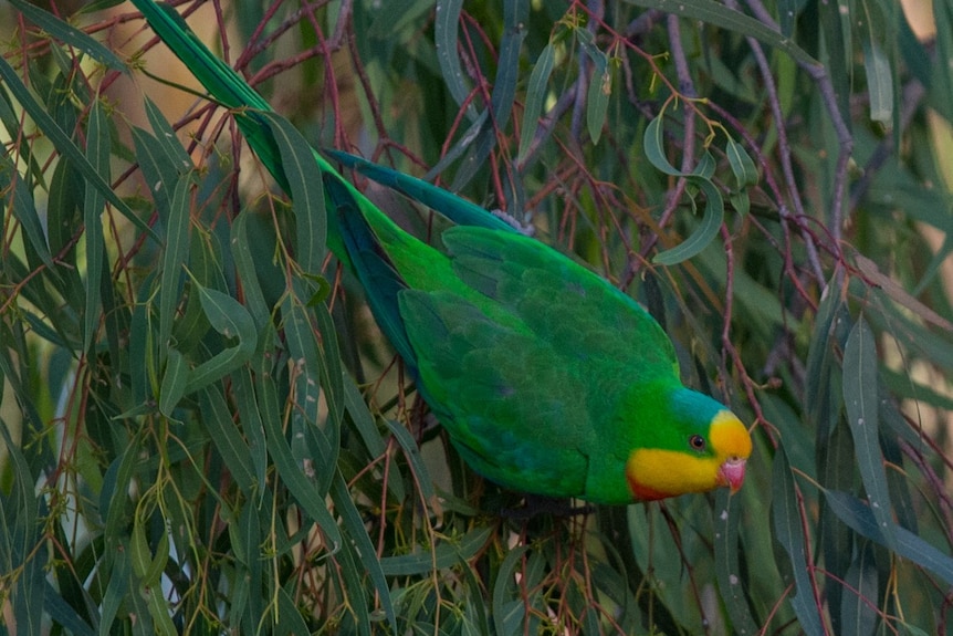 Green parrot with yellow face and forehead.