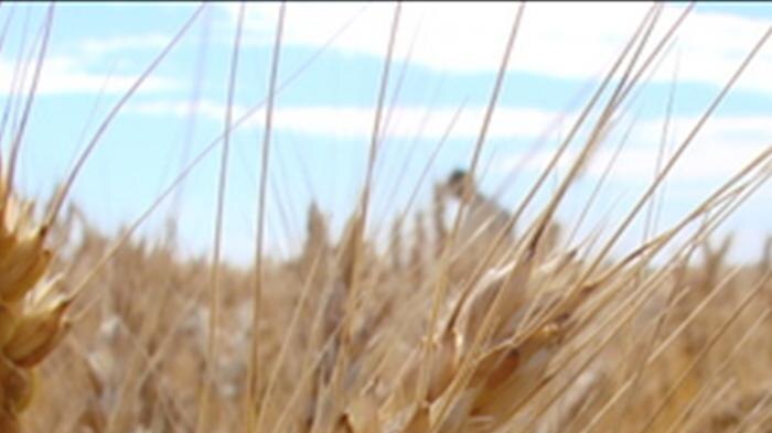 The grain harvest is up to four weeks behind schedule