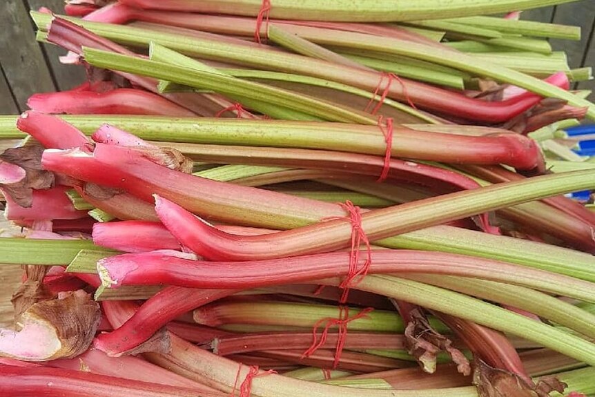 Bundles of red and green rhubarb.