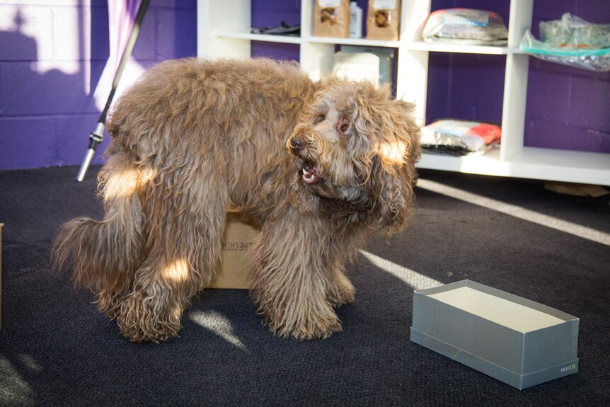 Bailey the labradoodle is a part of the K9 NoseWork sport that uses scents and sniffing to find rewards in boxes.