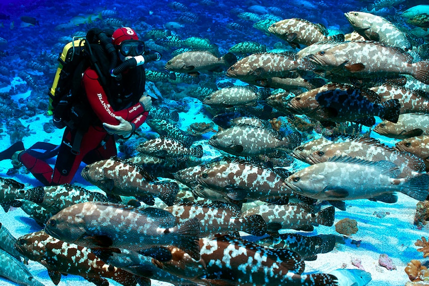 A diver with a group of groupers