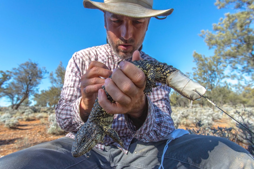 Researcher holds lizard