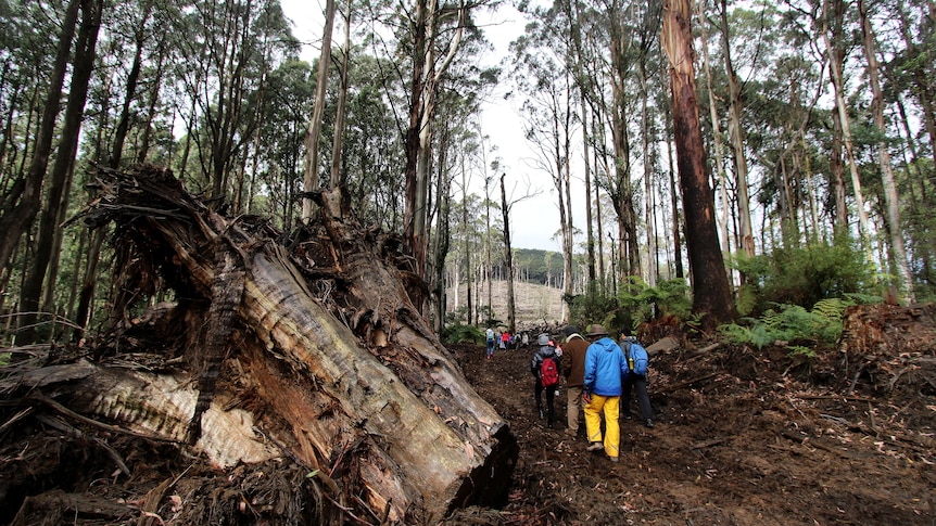 Environmentalists walk through a logged forest at Toolangi. 