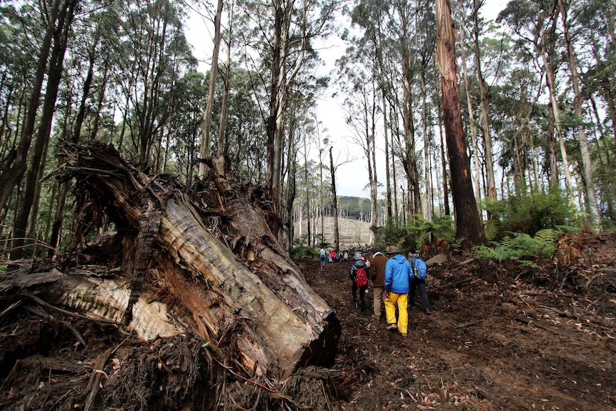 A group of people in warm hiking gear walk past the remains of a huge tree that has been cut down.