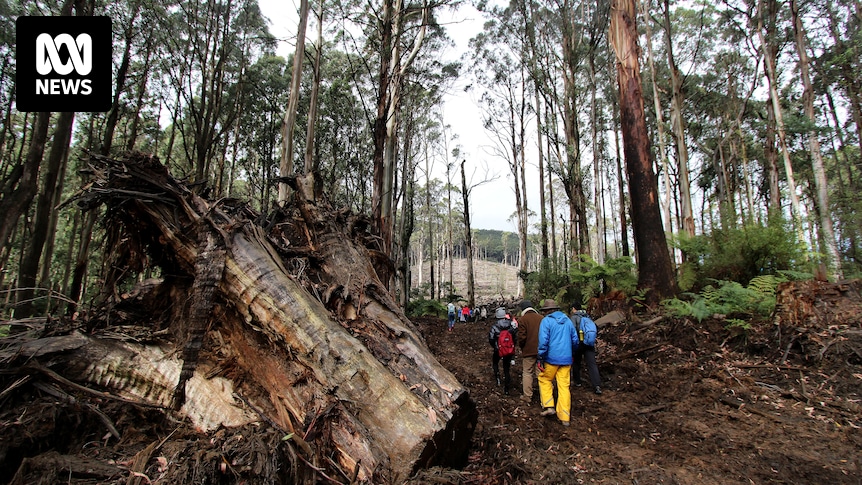 La société forestière publique VicForests cessera d’exister à partir du 30 juin de cette année