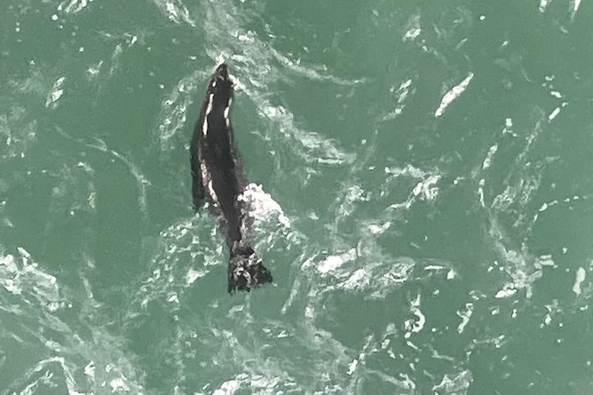 A seal in the ocean near Hay Point