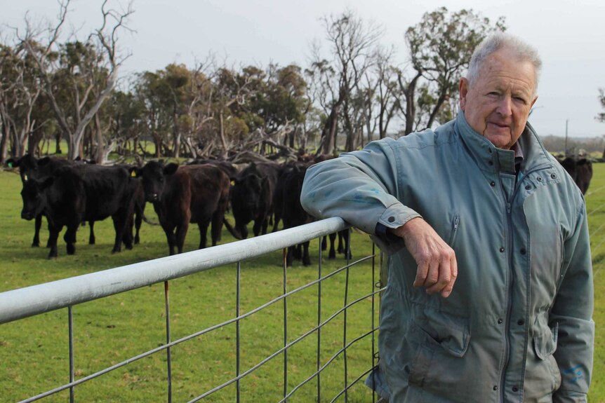 Former live exporter, Geoff Davy leans against a fence with angus cattle in the background.