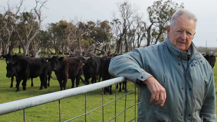 Former live exporter, Geoff Davy leans against a fence with angus cattle in the background.