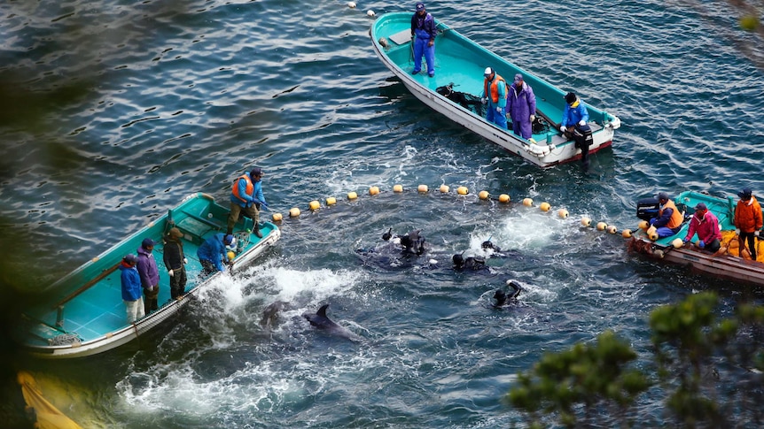 Dolphins in Taiji
